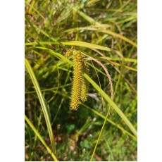 Carex maorica