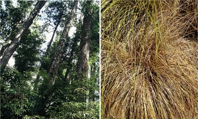 Native Trees/Grasses